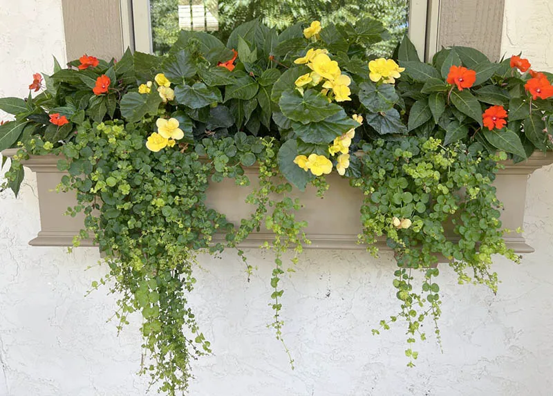 15 Best Window Box Vines