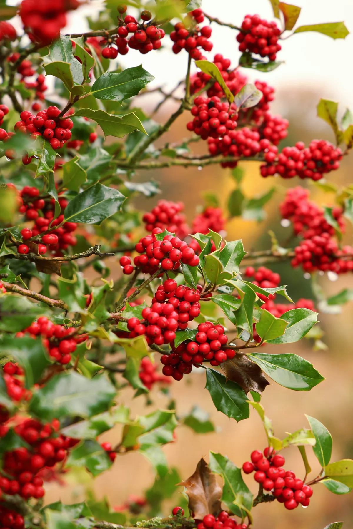 A close-up of holly branches with bright red berries - Free Photo on Unsplash