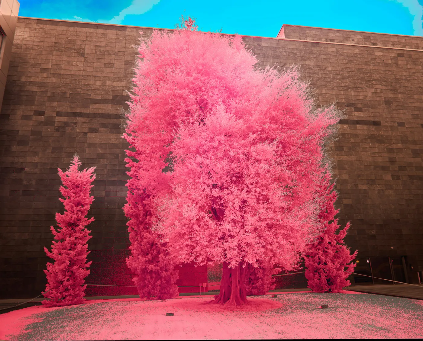 A pink tree in front of a brick building
