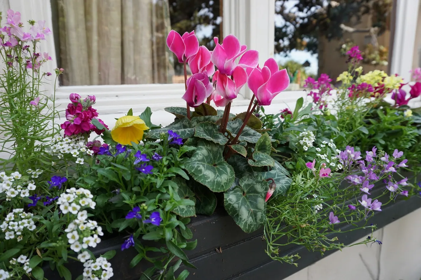 Andie's Way: Bright and Cheerful Winter Window Boxes