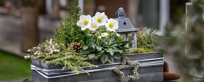 Balkonkasten mit Windlicht und Christrose - Helleborus