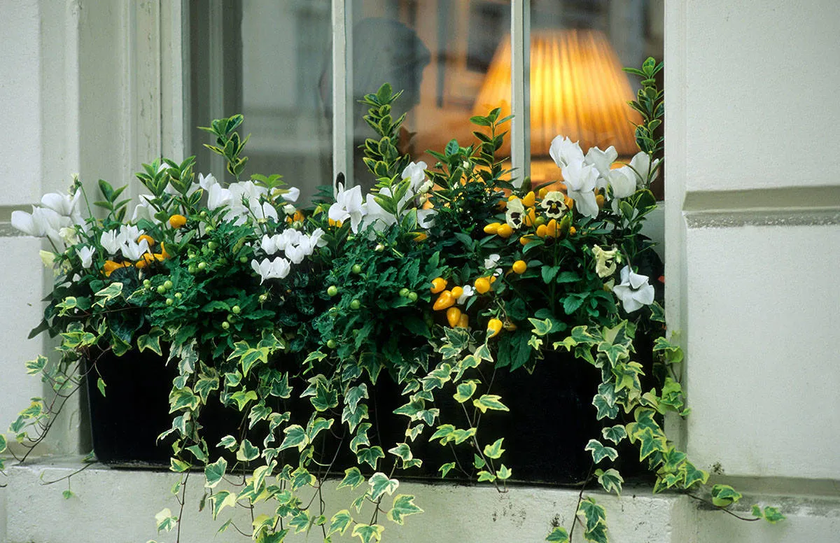 Bring Back the Window Box: Flowers and Edibles for Every Season | Houzz NZ