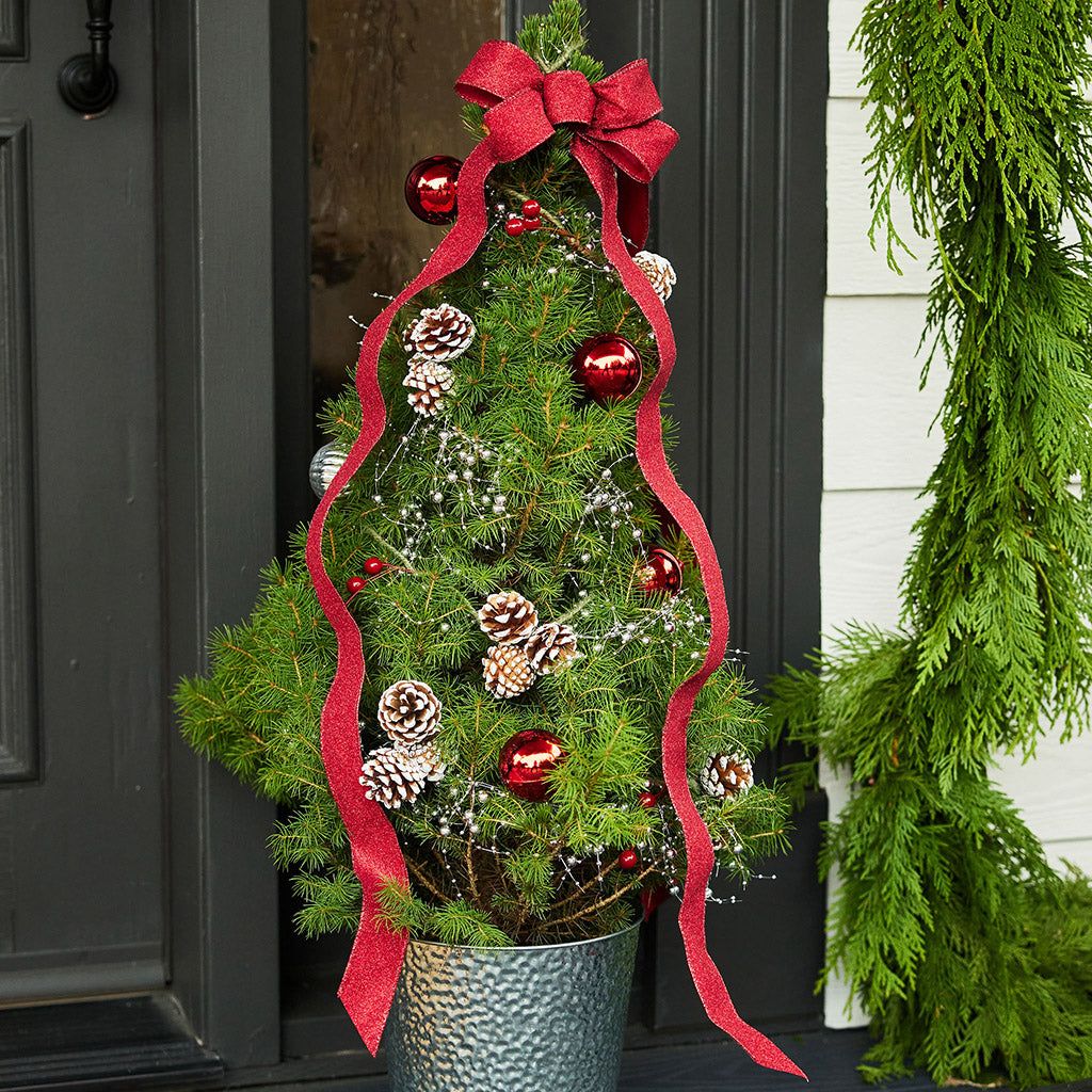 Chic Holiday Charm: Lynch Creek Farm's Living Tabletop Christmas Tree