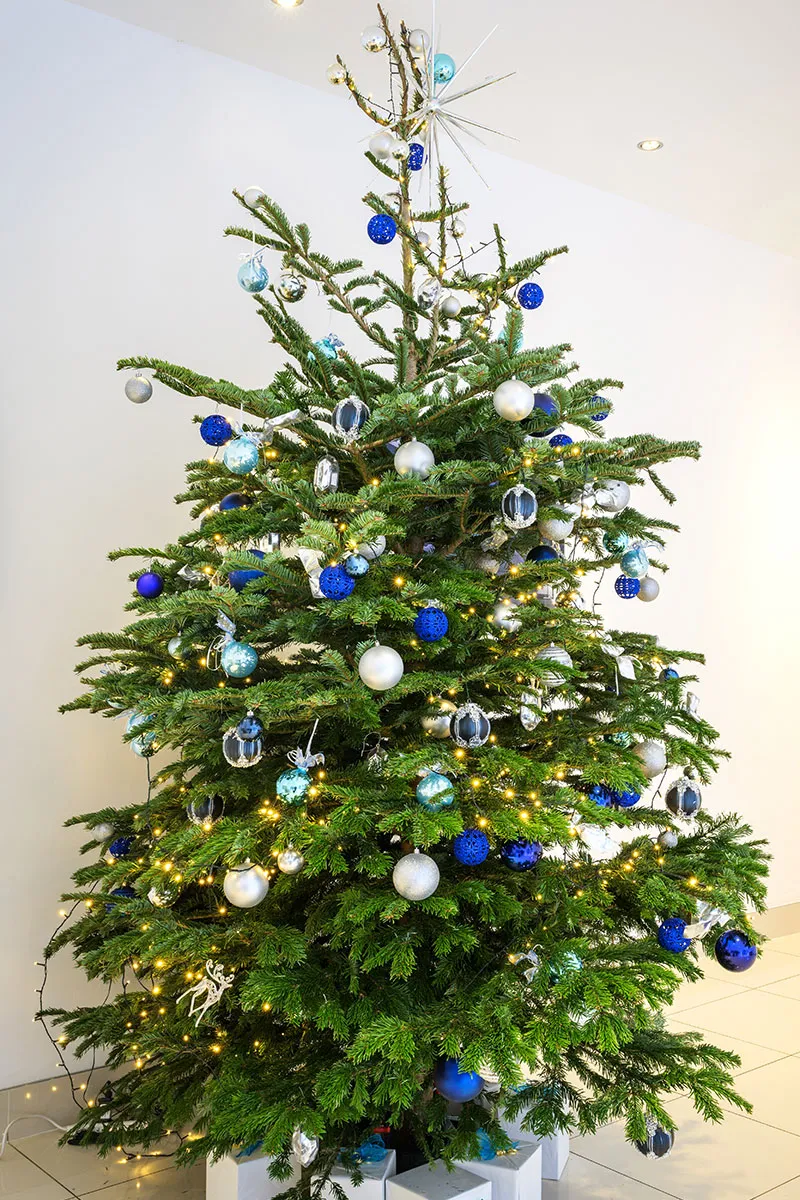 Christmas Trees | Indoor Office Plants London | Desk Plants