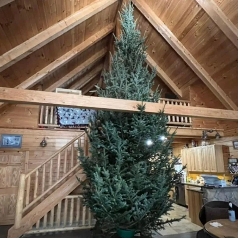 Christmas Trees | Mendon Acres