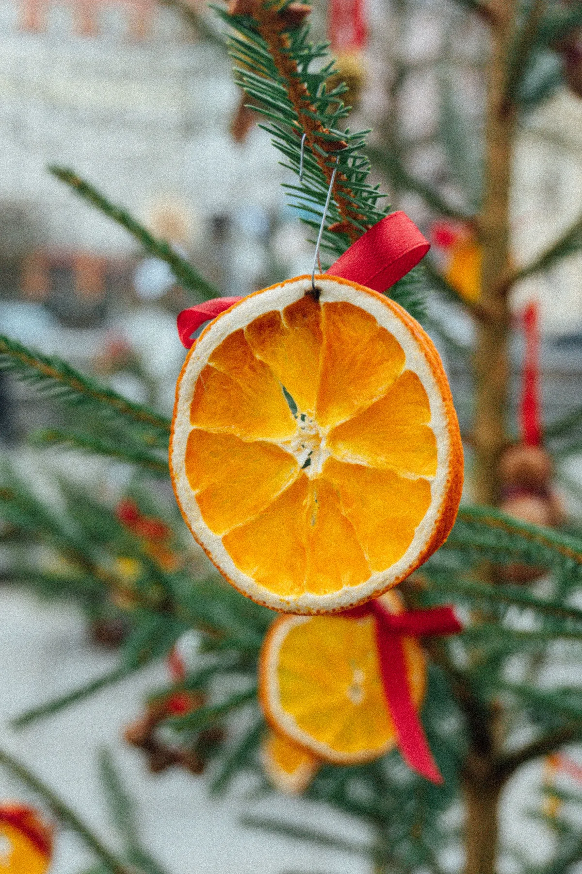 Close-up of a dried orange slice hanging from an evergreen branch with a red ribbon, outdoor winter setting.