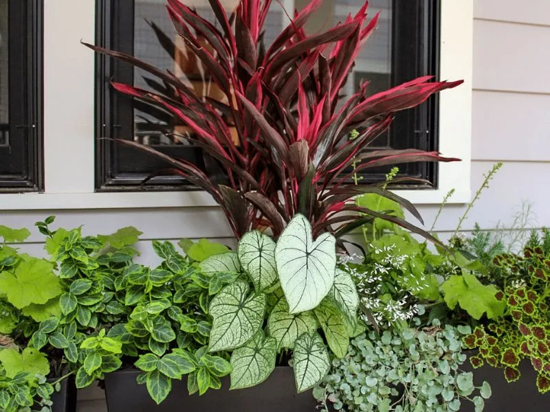 Container Gardens • Cross Creek Nursery and Landscape
