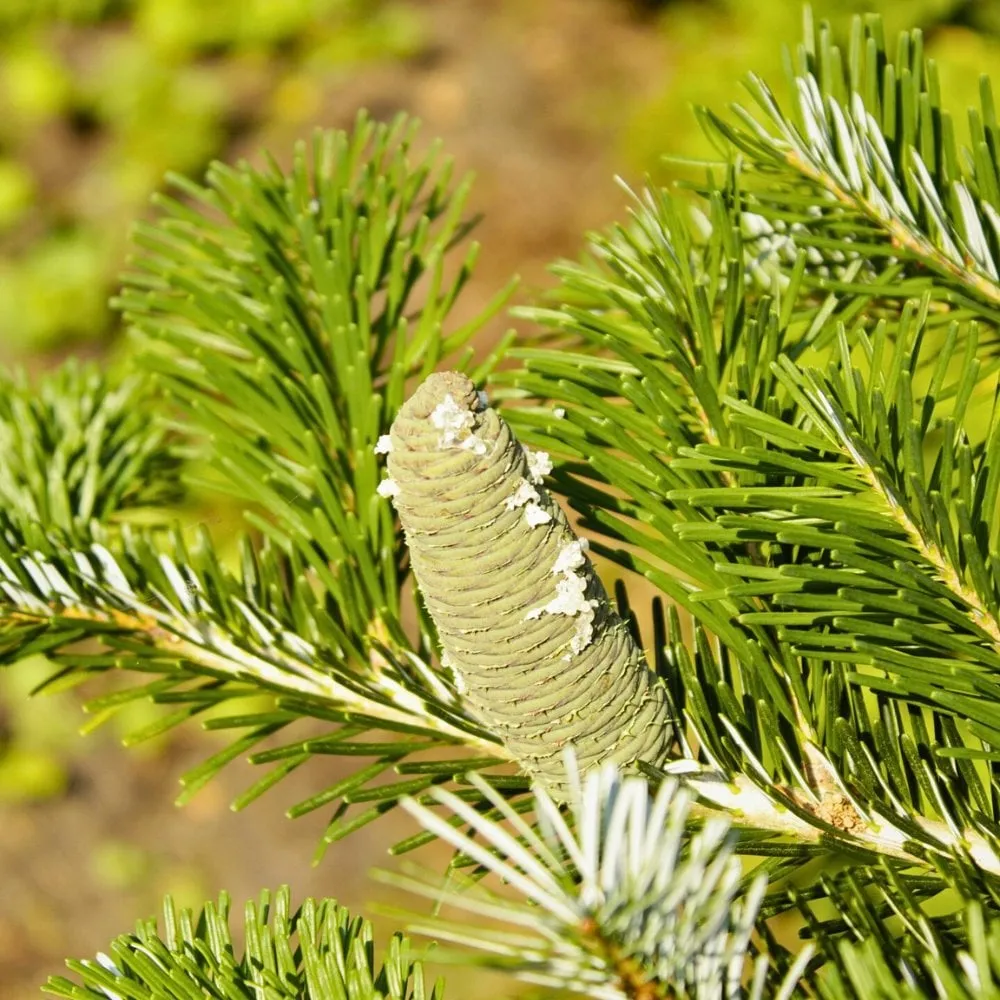 Different Types of Fir Trees for Holiday and Landscape Decor