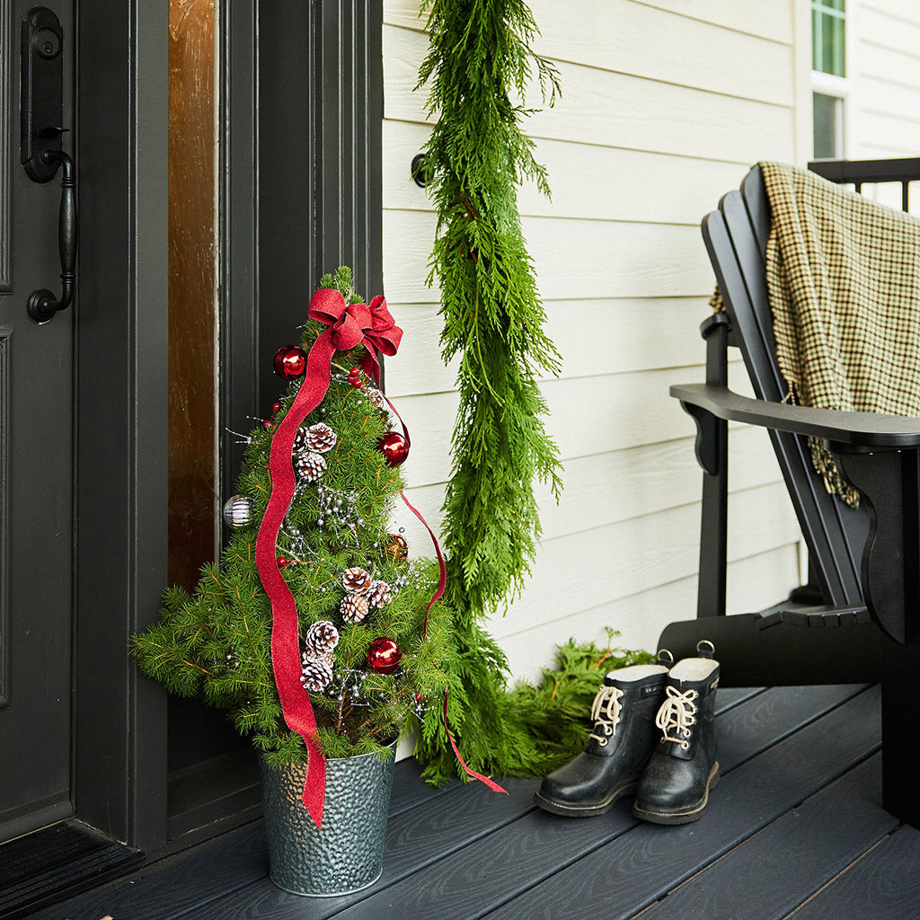 Evergreen Elegance: A Live Potted Christmas Tree from Lynch Creek Farm