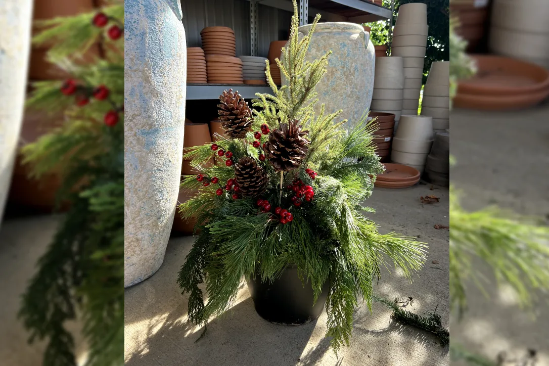Festive Front Door Magic: How to Create a Holiday Porch Pot with Evergreens  - Westwood Gardens