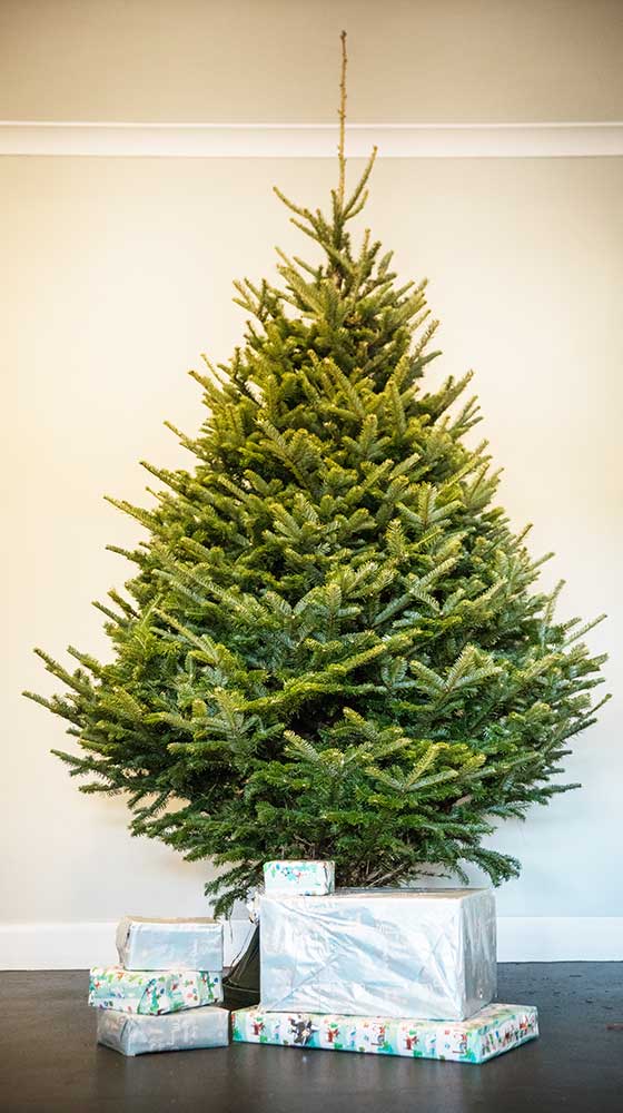 FRASER FIR - REAL CHRISTMAS TREE – Edenmill Christmas Trees