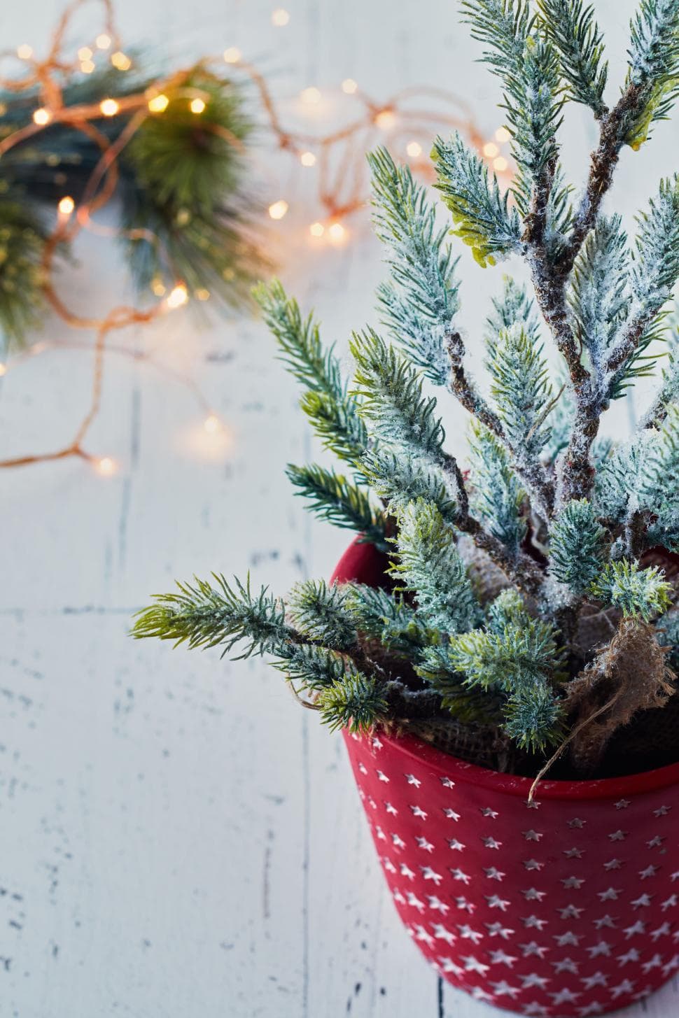Free Stock Photo of Small frosted pine tree in a red star-patterned pot |  Download Free Images and Free Illustrations