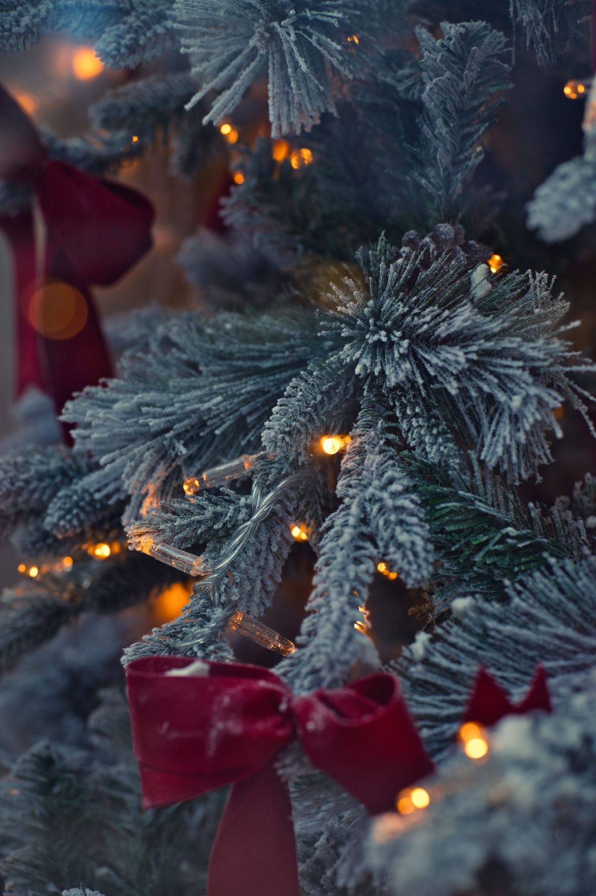 Frosted christmas tree branches with red bows and lights - Free Photo on  Unsplash