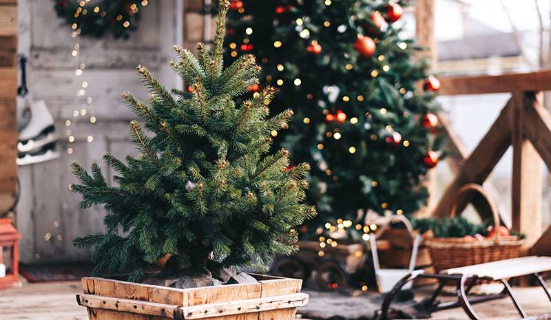 How to Buy and Care for a Live Christmas Tree in NJ This Winter?