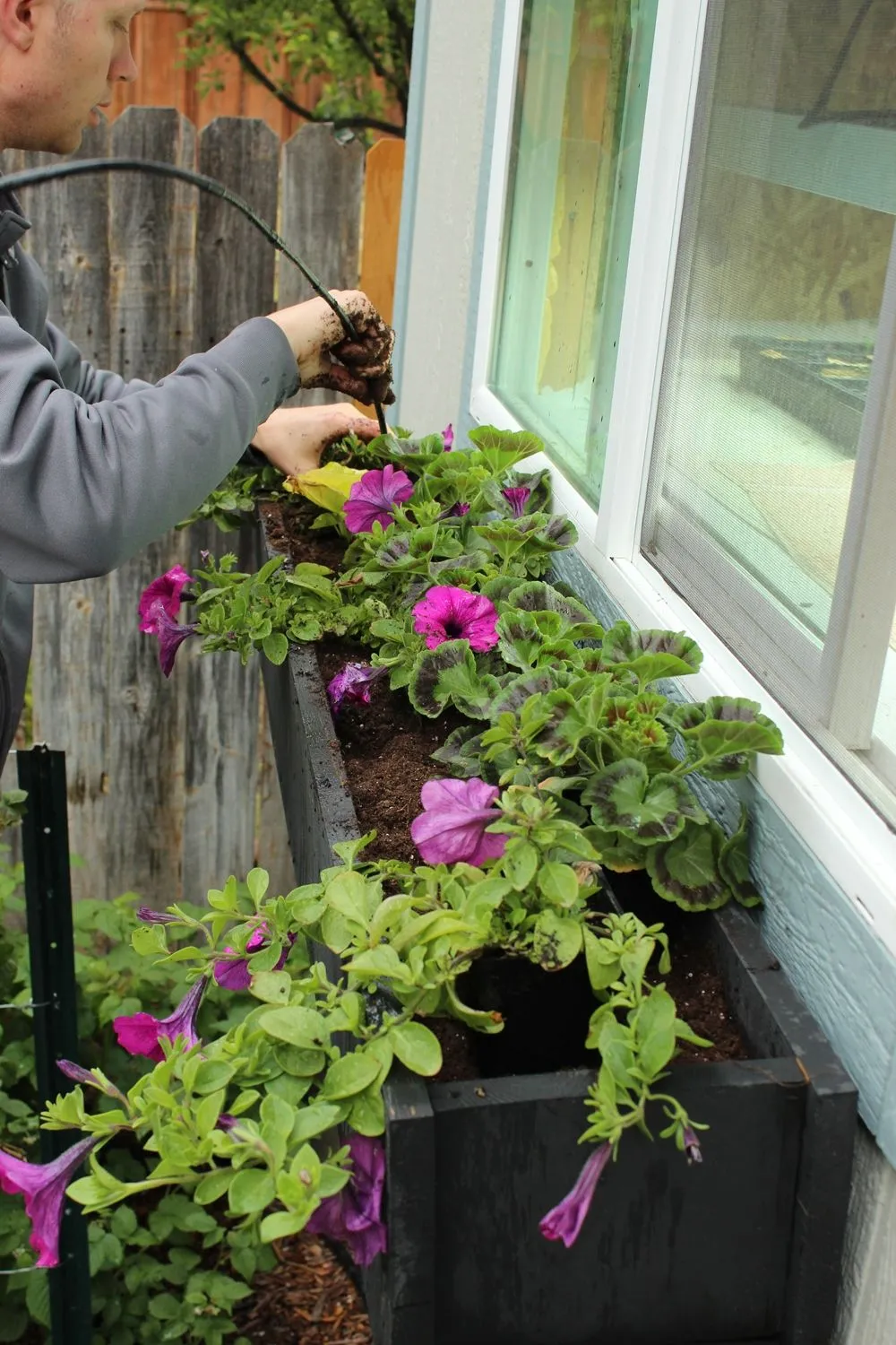 How to Plant Flowers: Step-by-Step Guide to Planting a Window Box