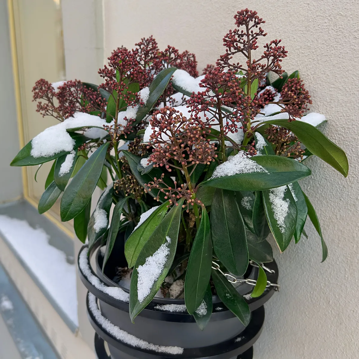 How To Protect Potted Evergreens In The Winter - With Ease!