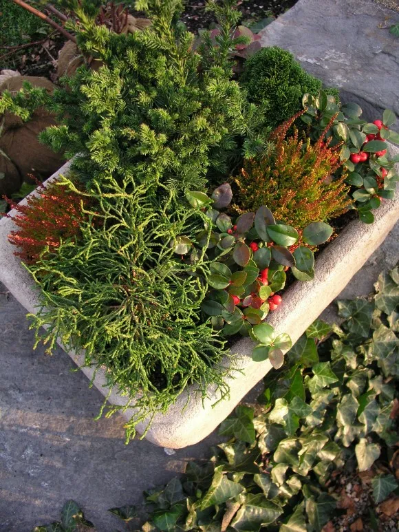 How to Transition A Container Garden From Fall to Winter with Textures |  PITH + VIGOR by Rochelle Greayer