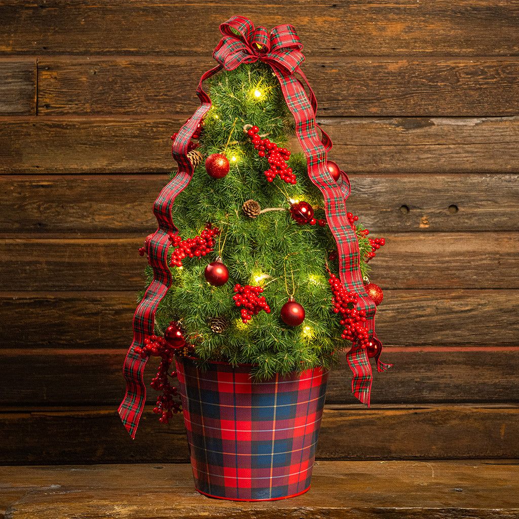 Living Christmas Trees – Lynch Creek Farm