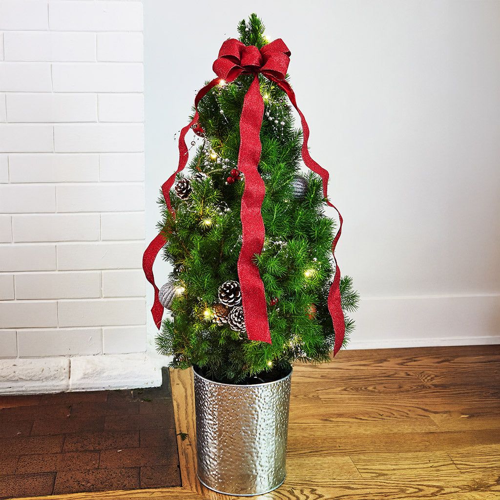 Make Your Holidays Evergreen with a Live Christmas Tree from Lynch Cre –  Lynch Creek Farm