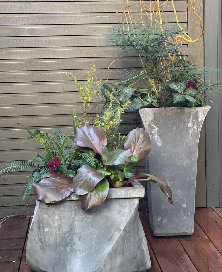NW garden expert shares the best plants for fall containers that wow | The  Seattle Times