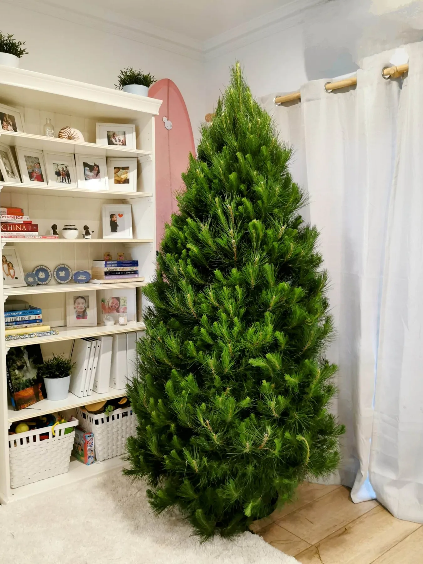 Real 7 Foot Christmas Tree (2.1m) — Free Melbourne Delivery