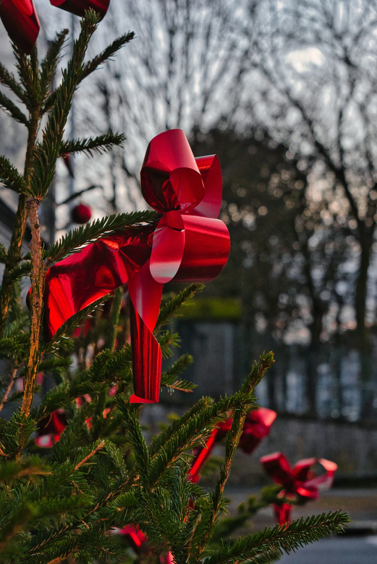 Red ribbon on green pine tree - Free Photo on Unsplash