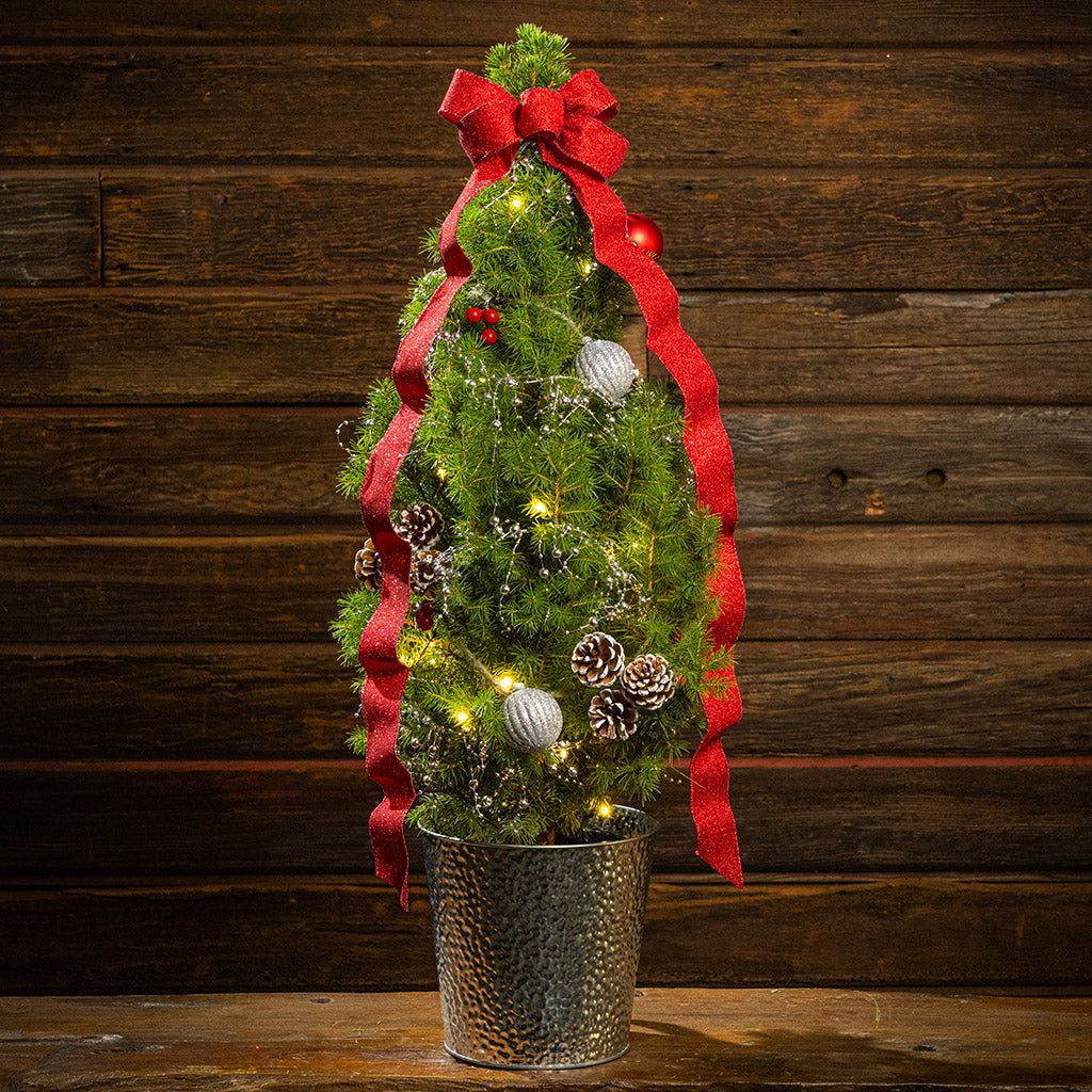 Refined Festivity: Grace Your Home Holiday Decor With A Live Mini Chri – Lynch Creek Farm