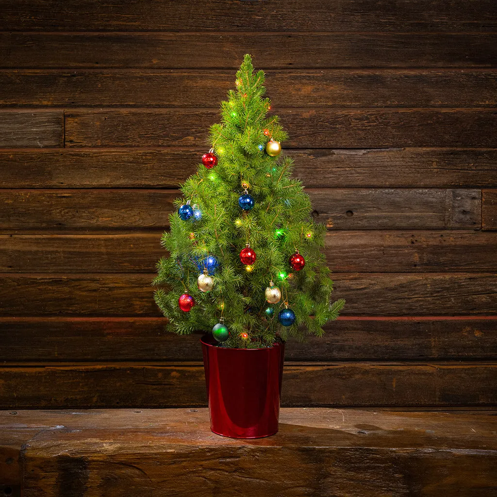 Sparkle and Joy Living Christmas Tree - 1 Gallon | Lynch Creek Farm