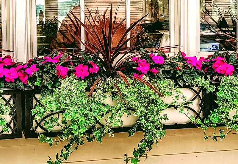 Spring Window Box Ideas | 10 Best Spring Window Box Flowers