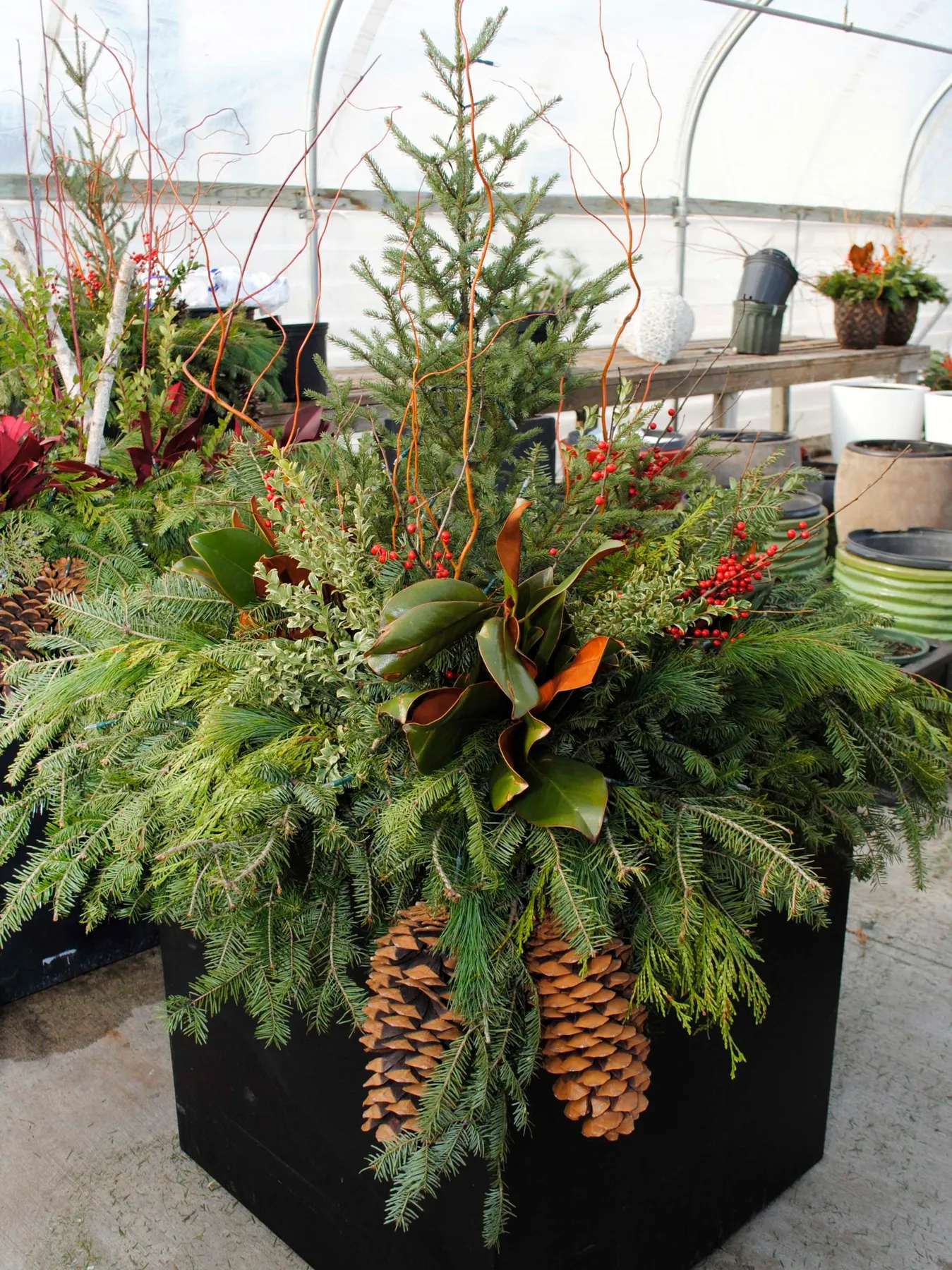 Stunning Winter Planters | Piala's Nursery & Garden Shop