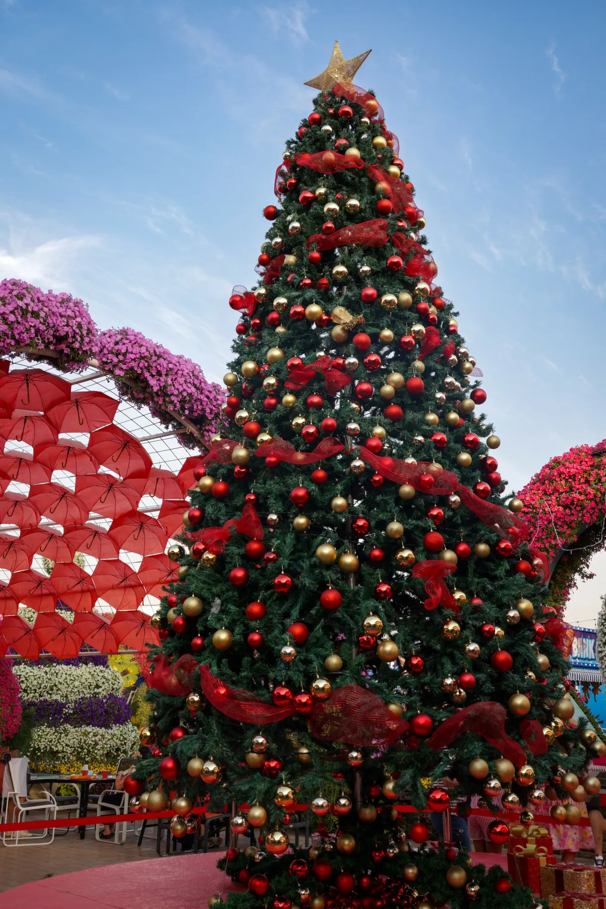 Tall Christmas tree with red and gold decorations outdoors, conveying festive cheer.