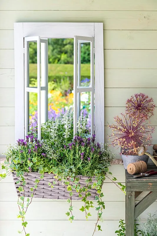 Wicker window box pl... stock photo by GAP Photos, Image: 1406789