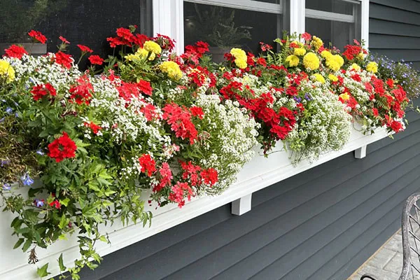 Window Box Combinations - Thrillers, Fillers, and Spillers