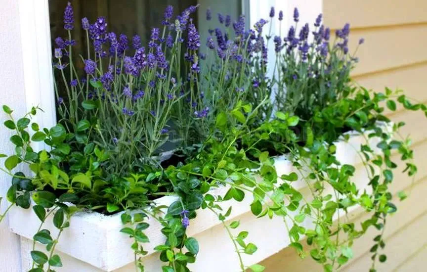 Window Boxes
