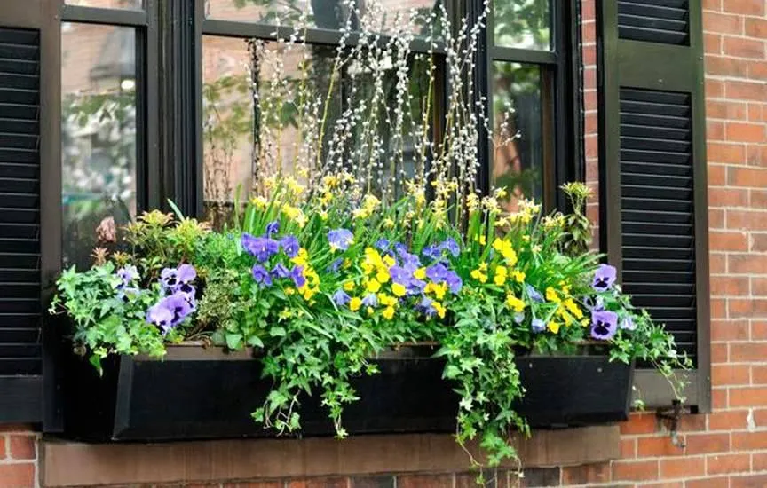 Window Boxes
