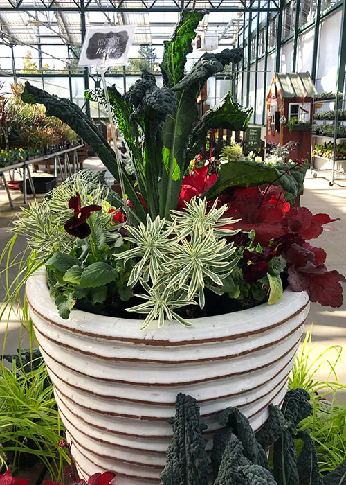 Winter Container Favorites to Mix & Match - Sky Nursery