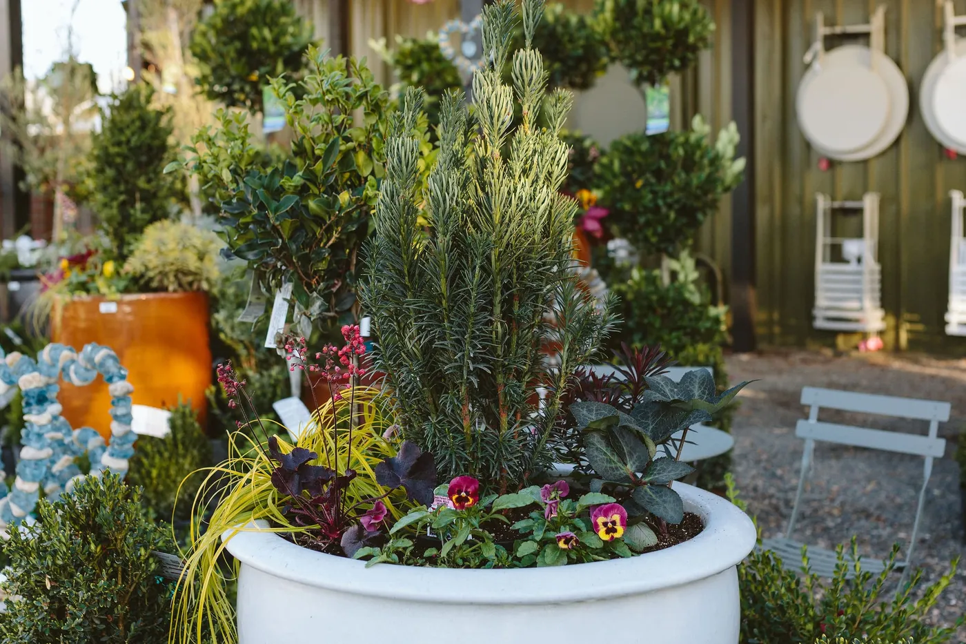 Winter Container Garden Design Ideas & Care Tips - 7 Dees
