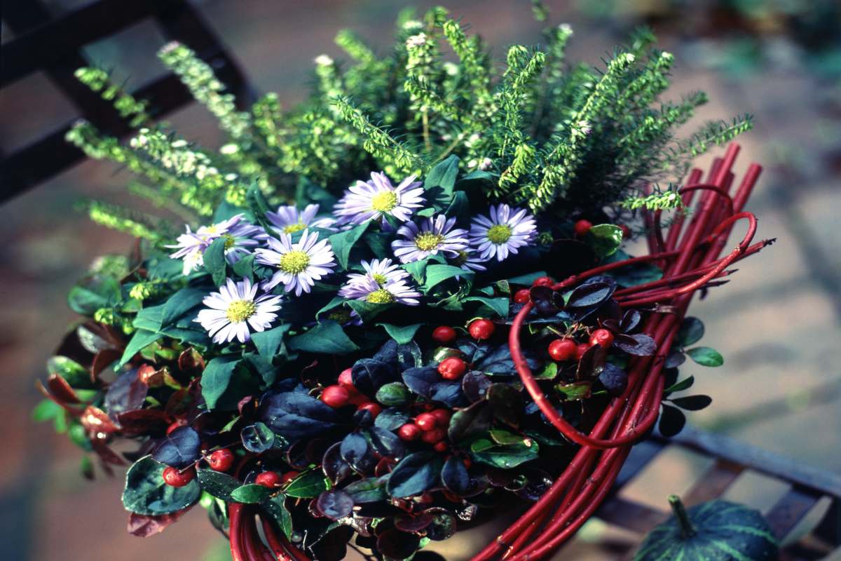 Winter planters: plants to choose for colour and shape